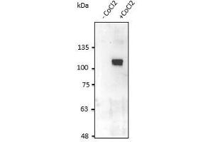 Anti-HIF1α Ab at 2,500 dilution, HT1080 cells in the presence of COCl lysate at 100 µg per Iane, rabbit polyclonal to goat lgG (HRP) at 1/10,000 dilution, (HIF1A antibody  (C-Term))