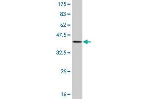 Western Blot detection against Immunogen (36. (ASCL1 antibody  (AA 137-236))