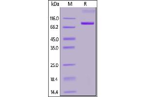 SDS-PAGE (SDS) image for CD33 (CD33) (AA 18-259) (Active) protein (Fc Tag,FITC) (ABIN6973265)