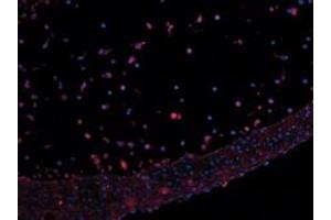 Image no. 3 for anti-Leptin (LEP) antibody (ABIN465757) (Leptin antibody)