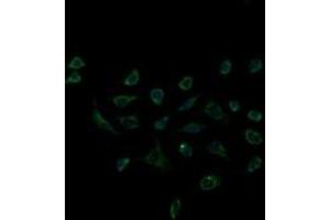 Immunofluorescence (IF) image for anti-Acetyl-CoA Acyltransferase 2 (ACAA2) antibody (ABIN1495727) (ACAA2 antibody)