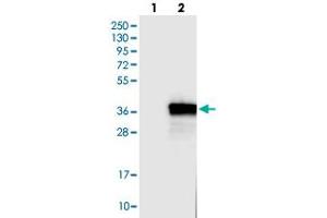 Western blot analysis of HEK293T cell lysate using FCN1 polyclonal antibody . (FCN1 antibody)