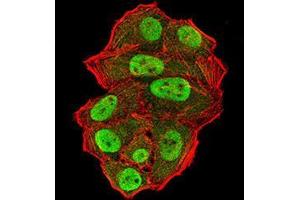 Immunofluorescence analysis of Hela cells using UFD1L mouse mAb (green). (UFD1L antibody  (AA 208-307))