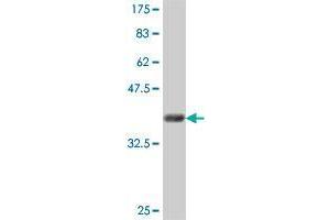 Western Blot detection against Immunogen (37 KDa) . (Syntaxin 18 antibody  (AA 101-199))