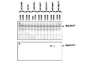 Western blot of APG8 fusion protein. (LC3B antibody)