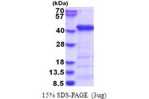 SDS-PAGE (SDS) image for ATG3 Autophagy Related 3 (ATG3) (AA 1-314) protein (His tag) (ABIN5853749) (ATG3 Protein (AA 1-314) (His tag))