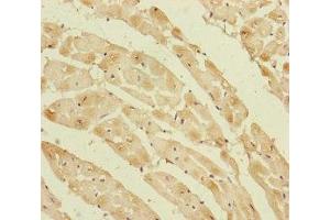 Immunohistochemistry of paraffin-embedded human heart tissue using ABIN7162809 at dilution of 1:100 (PPIF antibody  (AA 30-207))