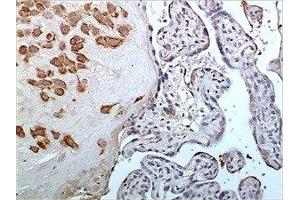anti-Complement MASP3 (AA 450-721) antibody