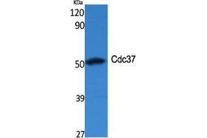 Western Blot (WB) analysis of specific cells using Cdc37 Polyclonal Antibody.
