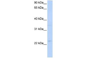 WB Suggested Anti-TNFRSF18 Antibody   Titration: 1 ug/ml   Positive Control: Hela Whole Cell (TNFRSF18 antibody  (C-Term))