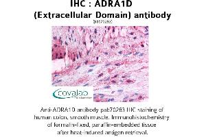 Image no. 1 for anti-Adrenergic Receptor, alpha 1d (ADRA1D) (2nd Extracellular Domain) antibody (ABIN1731576) (ADRA1D antibody  (2nd Extracellular Domain))