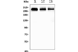 Western blot analysis of FLNA using anti-FLNA antibody (ABIN7601782).
