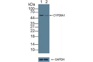 Knockout Varification: Lane 1: Wild-type Jurkat cell lysate, Lane 2: CYP26A1 knockout Jurkat cell lysate, Predicted MW: 49,56kd Observed MW: 56kd Primary Ab: 3 μg/mL Rabbit Anti-Human CYP26A1 Antibody Second Ab: 0. (CYP26A1 antibody  (AA 73-255))