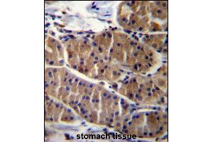 LRS Antibody (N-term) (ABIN656897 and ABIN2846096) immunohistochemistry analysis in formalin fixed and paraffin embedded human stomach tissue followed by peroxidase conjugation of the secondary antibody and DAB staining. (LRSAM1 antibody  (N-Term))
