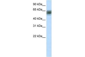 Western Blotting (WB) image for anti-AT Rich Interactive Domain 3B (BRIGHT-Like) (ARID3B) antibody (ABIN2460904) (ARID3B antibody)