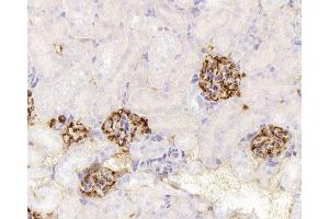 Immunohistochemistry analysis of paraffin-embedded mouse kidney using NES Monoclonal Antibody at dilution of 1:400. (Nestin antibody)