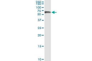 Immunoprecipitation of CALCOCO2 transfected lysate using anti-CALCOCO2 MaxPab rabbit polyclonal antibody and Protein A Magnetic Bead , and immunoblotted with CALCOCO2 purified MaxPab mouse polyclonal antibody (B01P) . (CALCOCO2 antibody  (AA 1-446))