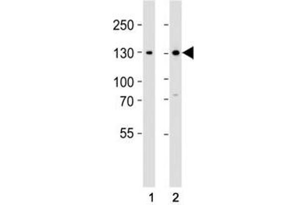 GLI2 antibody  (C-Term)