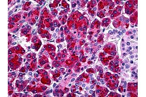 Anti-SPINK1 antibody IHC of human pancreas. (SPINK1 antibody  (AA 24-80))