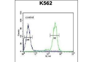 Flow cytometric analysis of K562 cells (right histogram) compared to a negative control cell (left histogram). (RTP4 antibody  (C-Term))