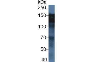 Western Blotting (WB) image for anti-Epidermal Growth Factor Receptor (EGFR) (AA 888-1210) antibody (ABIN7443362)