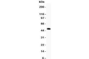 P2RX5 antibody  (AA 333-422)