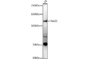 Western blot analysis of extracts of C6 cells, using Rad21 antibody (ABIN7269822) at 1:1000 dilution. (RAD21 antibody)
