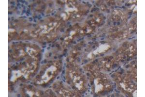 IHC-P analysis of Pig Kidney Tissue, with DAB staining.