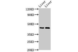 Western Blot Positive WB detected in: Rat liver tissue, Mouse liver tissue All lanes: SERPINA5 antibody at 3 μg/mL Secondary Goat polyclonal to rabbit IgG at 1/50000 dilution Predicted band size: 46 kDa Observed band size: 46 kDa (SERPINA5 antibody  (AA 157-367))