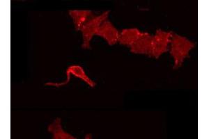 ABIN6266857 staining HepG2 by IF/ICC. (AZI2 antibody  (N-Term))