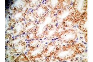 Human stomach tissue was stained by Rabbit Anti-Xenin 25 (Human) Antibody (Xenin 25 antibody)