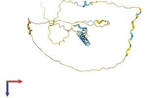 Chromosome 11 Open Reading Frame 96 (C11ORF96) (AA 1-249) protein (His tag)