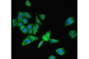 Immunofluorescent analysis of HepG2 cells using ABIN7153466 at dilution of 1:100 and Alexa Fluor 488-congugated AffiniPure Goat Anti-Rabbit IgG(H+L) (Galectin 9 antibody  (AA 1-240))