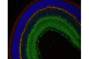 Indirect immunostaining of paraffin embedded mouse retina section with anti-complexin 4 (dilution 1 : 200; red) and rabbit anti-complexin 3 (, dilution 1 : 200; green).