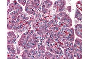 Anti-PAFAH1B1 / LIS1 antibody IHC of human pancreas. (PAFAH1B1 antibody  (AA 397-410))