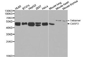 Western blot analysis of extracts of various cell lines, using CASP2 antibody. (Caspase 2 antibody)