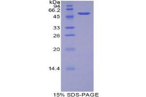 SDS-PAGE (SDS) image for Transcription Factor A, Mitochondrial (TFAM) (AA 43-244) protein (His tag,GST tag) (ABIN2123687)