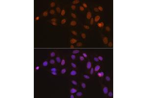 Immunofluorescence (IF) image for anti-Lamin B2 (LMNB2) antibody (ABIN1679310)