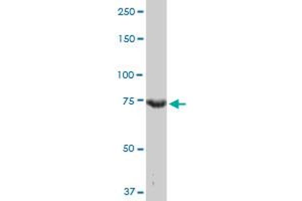 Cyclin T2 antibody  (AA 264-370)