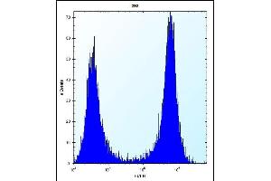CTSK Antibody (Center ) (ABIN656812 and ABIN2846026) flow cytometric analysis of 293 cells (right histogram) compared to a negative control cell (left histogram). (Cathepsin K antibody  (AA 97-126))