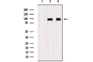 Western blot analysis of extracts from various samples, using TNFAIP3  Antibody. (TNFAIP3 antibody  (Internal Region))