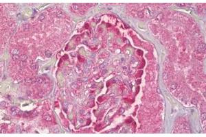 Anti-NOL3 antibody IHC staining of human kidney, glomeruli.