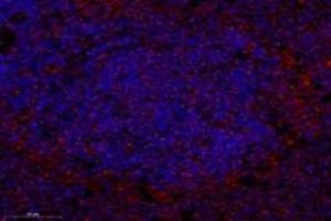 Immunofluorescent analysis of paraformaldehyde-fixed rat spleen using,SYTL2 (ABIN7075797) at dilution of 1: 1200 (SYTL2 antibody)