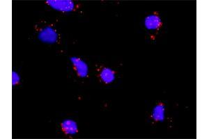 Proximity Ligation Assay (PLA) image for anti-Interleukin 1 alpha (IL1A) (AA 1-271) antibody (ABIN516989)