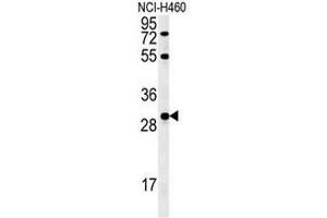 FGF2 Antibody (Center) western blot analysis in NCI-H460cell line lysates (35µg/lane). (FGF2 antibody  (Middle Region))