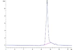 The purity of Human VEGF-C/Flt4-L Protein is greater than 95 % as determined by SEC-HPLC. (VEGFC Protein (AA 103-227) (His-Avi Tag))