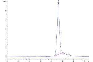 The purity of Human VEGF-C/Flt4-L Protein is greater than 95 % as determined by SEC-HPLC.