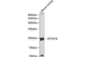 Western blot analysis of extracts of mouse kidney, using ZFYVE16 antibody (ABIN6129169, ABIN6150439, ABIN6150441 and ABIN6223717) at 1:1000 dilution. (ZFYVE16 antibody  (AA 1-280))