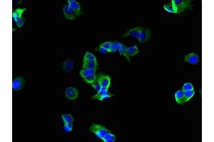 Immunofluorescent analysis of MCF-7 cells using ABIN7167429 at dilution of 1:100 and Alexa Fluor 488-congugated AffiniPure Goat Anti-Rabbit IgG(H+L) (ROMO1 antibody  (AA 45-79))