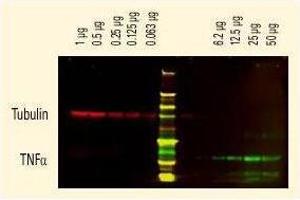 Western Blotting (WB) image for Goat anti-Rat IgG (Heavy & Light Chain) antibody - Preadsorbed (ABIN102136) (Goat anti-Rat IgG (Heavy & Light Chain) Antibody - Preadsorbed)